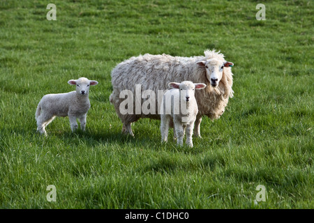 Zwei Lämmer und ein Mutterschaf in einem Feld in Wiltshire, in der Nähe des Wansdyke Weg-Wanderweg. Stockfoto