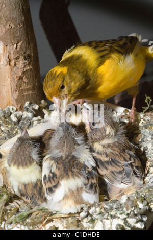 "Fife" Rasse der inländischen Kanarienvogel (Serinus Canaria) Nestlinge Fütterung. 14 Tage alten Küken, noch im Nest. Voliere Vögel. Stockfoto