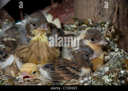 Kanarienvogel (Serinus Canaria). 14 Tage alten Küken eingebettet. Stockfoto