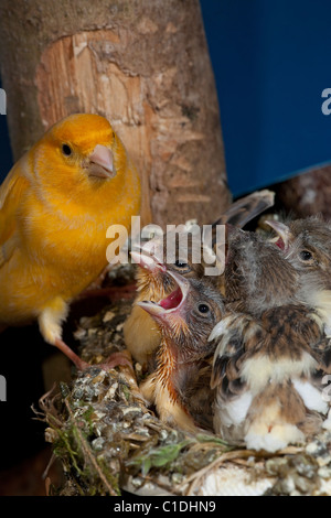 Kanarienvogel (Serinus Canaria), 15 Tage alte Küken, noch im Nest füttern. Voliere Vögel. Stockfoto