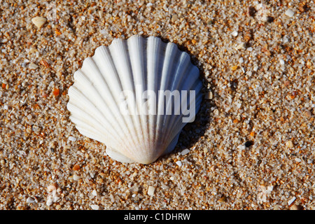 Seashell on a sandy beach. Stockfoto