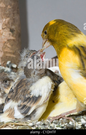 Kanarienvogel (Serin Canarius Domesticus), 15 Tage alte Küken, noch im Nest füttern. Voliere Vögel. Stockfoto