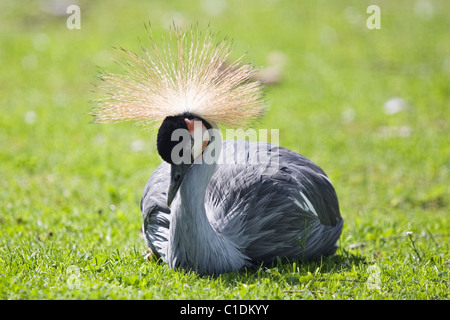 Greyneck gekrönter Kran (Balearica Regulorum Gibbericeps) Stockfoto