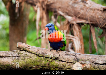 Ein auffallend lebhafte Allfarblori. Stockfoto