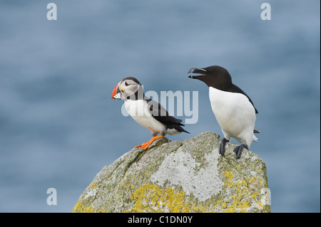 Papageitaucher (Fratercula Arctica) und Tordalk, Saltee Inseln, Irland Stockfoto