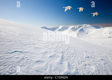 Mit Blick auf die Engel Peak und Braeriach über den Lairig Ghru vom Gipfel des Ben Macdui auf den Cairngorm mountains Stockfoto