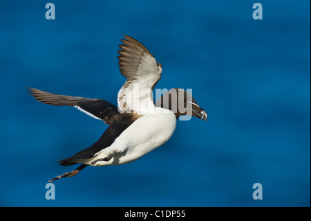 Tordalk (Alca Torda) Saltee Inseln, Irland Stockfoto