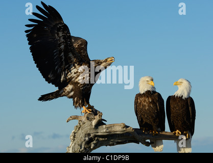 Eine juvenile heulen auf zwei Reifen Weißkopf-Seeadler auf einem Baumstamm im Strand der Kachemak Bay in der Nähe von Homer in Alaska Stockfoto