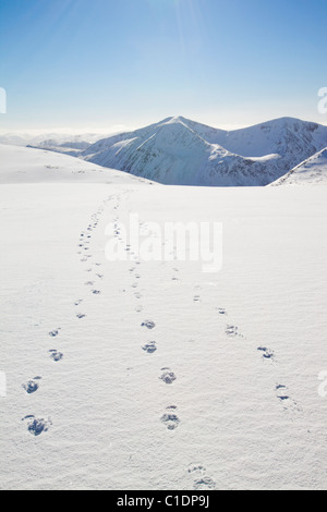 Mit Blick auf die Engel Peak und Braeriach über den Lairig Ghru von Ben Macdui, auf den Cairngorm mountains Stockfoto