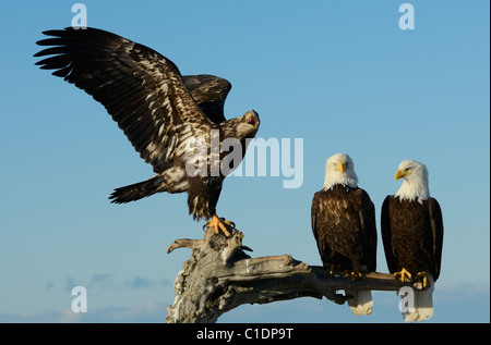 Eine juvenile heulen auf zwei Reifen Weißkopf-Seeadler auf einem Baumstamm im Strand der Kachemak Bay in der Nähe von Homer in Alaska Stockfoto