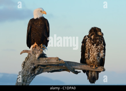 Ein Jugendlicher und ein Reifen Weißkopfseeadler auf einem toten Baumstamm am Strand des Kachemak Bay in der Nähe von Homer in Alaska Stockfoto