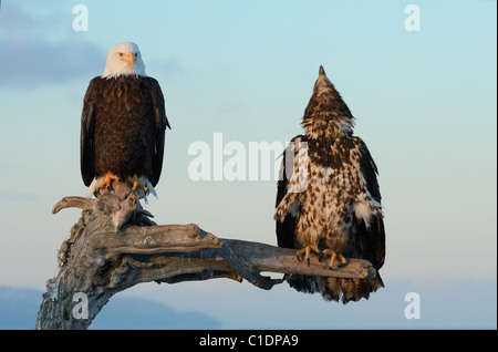 Ein Jugendlicher und ein Reifen Weißkopfseeadler auf einem toten Baumstamm am Strand des Kachemak Bay in der Nähe von Homer in Alaska Stockfoto