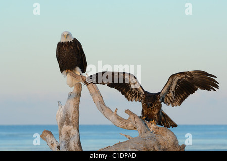 Ein Jugendlicher und ein Reifen Weißkopfseeadler auf einem toten Baumstamm am Strand des Kachemak Bay in der Nähe von Homer in Alaska Stockfoto