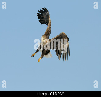 Seeadler auf der Flucht vor einem schneebedeckten Feld voller rot gekrönt aka japanische Kräne in der Nähe von Akan Hokkaide, Japan Stockfoto
