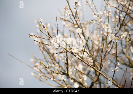 Prunus Mume "Omoi-keine-Mama" in voller Blüte Stockfoto