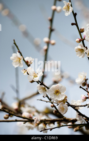 Prunus Mume "Omoi-keine-Mama" in voller Blüte Stockfoto