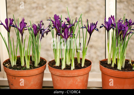Iris Reticulata "Purple Gem" in Blumentöpfe in voller Blüte Stockfoto