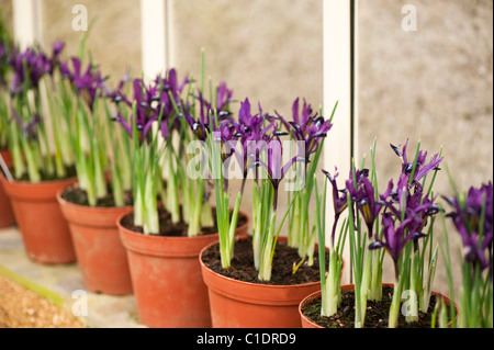 Iris Reticulata "Purple Gem" in Blumentöpfe in voller Blüte Stockfoto