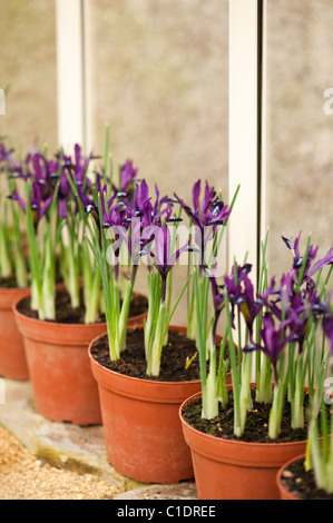 Iris Reticulata "Purple Gem" in Blumentöpfe in voller Blüte Stockfoto