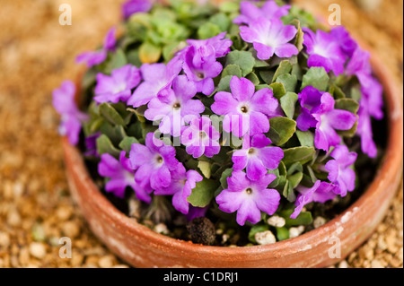 Primula Allionii in voller Blüte Stockfoto