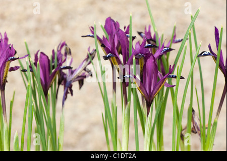 Iris Reticulata "Purple Gem" in Blumentöpfe in voller Blüte Stockfoto