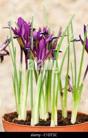 Iris Reticulata "Purple Gem" in Blumentöpfe in voller Blüte Stockfoto