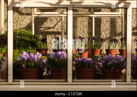 Die Alpine House am RHS Rosemoor im Februar, Devon, England, Vereinigtes Königreich Stockfoto