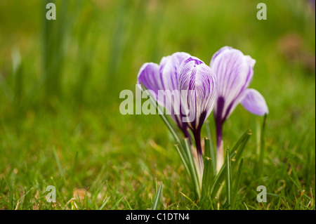 Crocus Vernus 'Pickwick' in voller Blüte Stockfoto