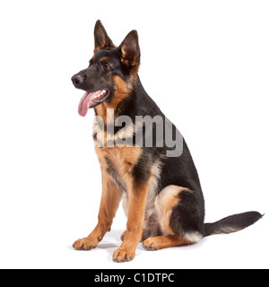 Junge männliche deutsche Schäferhund bei 6 Monate alten Stockfoto