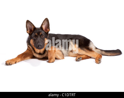 Junge männliche deutsche Schäferhund bei 6 Monate alten Stockfoto