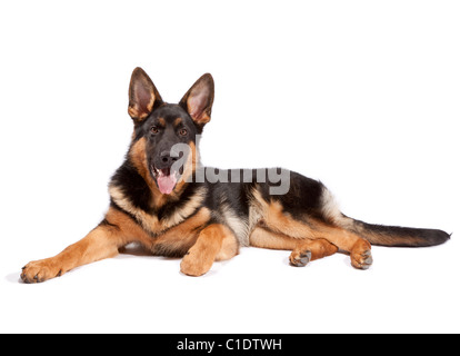 Junge männliche deutsche Schäferhund bei 6 Monate alten Stockfoto