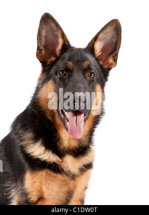 Junge männliche deutsche Schäferhund bei 6 Monate alten Stockfoto