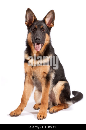 Junge männliche deutsche Schäferhund bei 6 Monate alten Stockfoto