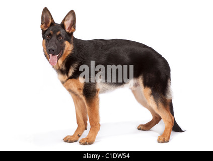 Junge männliche deutsche Schäferhund bei 6 Monate alten Stockfoto