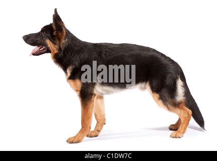 Junge männliche deutsche Schäferhund bei 6 Monate alten Stockfoto