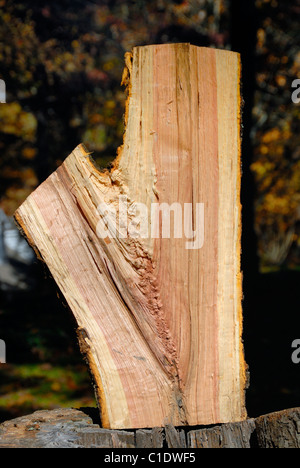 Querschnitt eines Baumstammes frisch geschnittenen Roteiche Stockfoto