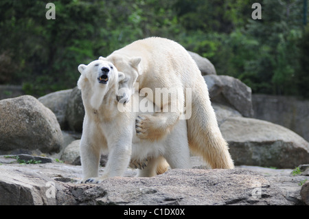 Eisbär Knut-Vater Lars schläft während auf dem Job Berlin, Deutschland - 28.04.09 Stockfoto