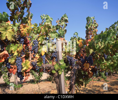 Rote Trauben an den Reben im Weinberg, Napa Valley, California, Vereinigte Staaten von Amerika Stockfoto