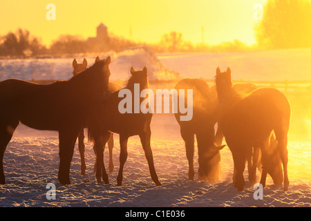 Silhouetten von Pferden auf einer Koppel bei Sonnenaufgang, Goerlsdorf, Deutschland Stockfoto