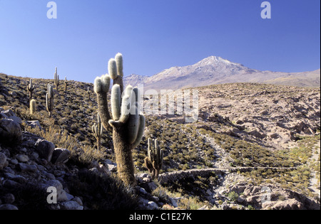 Chile in Richtung El Tatio Toconce Vulkan in der Nähe von San Pedro de Atacama Echinopsis Atacamensis Kaktus endemische Spezies die erreichen Stockfoto