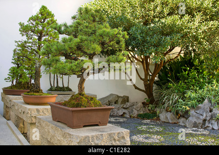 Bonsai-Miniatur-Bäume im chinesischen Garten Hof Stockfoto