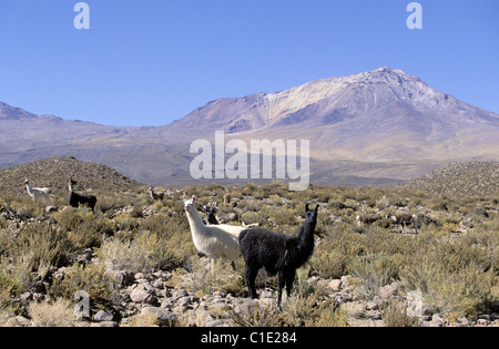 Chile, in Richtung El Tatio, Toconce Vulkan in der Nähe von San Pedro de Atacama Stockfoto