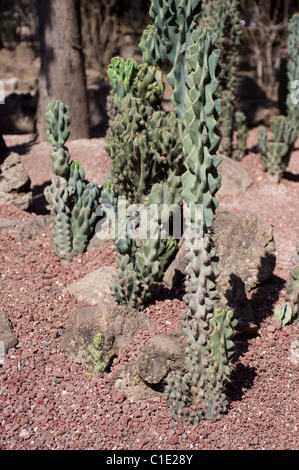 Totempfahl Kaktus (Musaro / Lophocereus Schottii) var Monstrosa Stockfoto