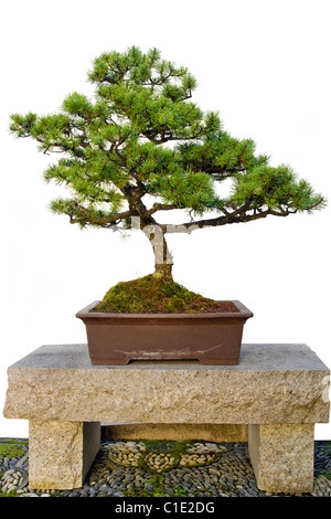 Bonsai-Miniatur-Baum sitzen auf Granit Steinbank im chinesischen Garten Stockfoto