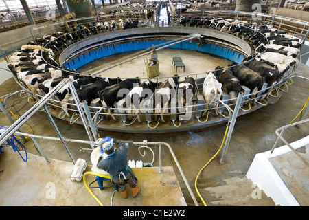 Rotary Melken Stube in einem modernen UK Milchviehbetrieb Stockfoto