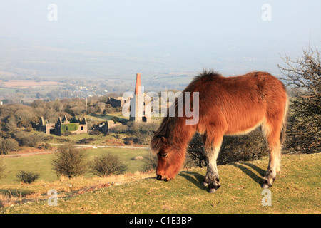 Ein Pony in der Nähe von Schergen auf Bodmin Moor mit Phoenix United Mine im Hintergrund Stockfoto