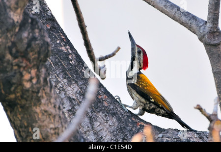 Schwarz-Psephotus Flameback Specht, Dinopium Benghalense sitzt auf einer Seide – Cotton Tree auf der Suche nach Insekten mit Textfreiraum Stockfoto