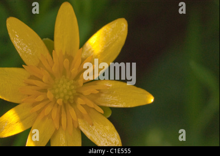 Kleinen Schöllkraut Stockfoto