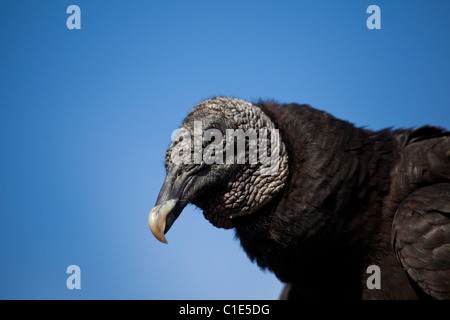 Amerikanische schwarze Geier, Coragyps Atratus bei der Anhinga Trail, Everglades-Nationalpark, Florida, USA Stockfoto