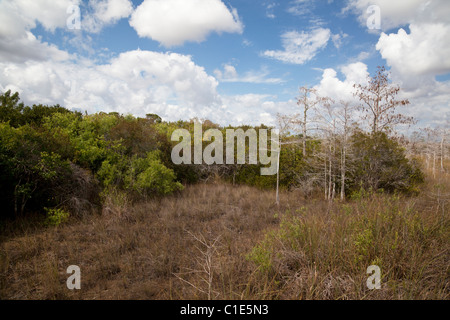 Everglades-Nationalpark, Florida, USA Stockfoto